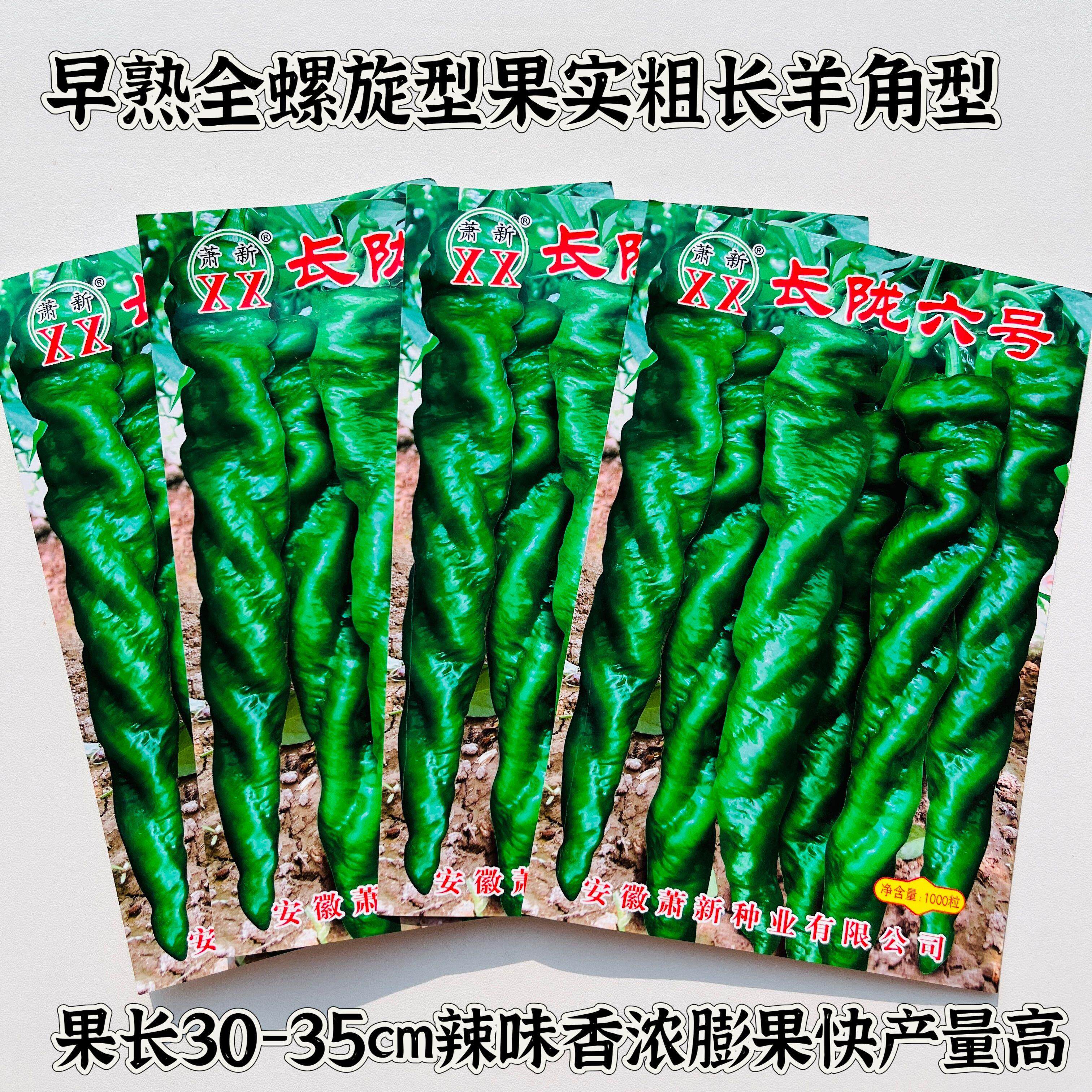 长陇六号青椒种子四季播