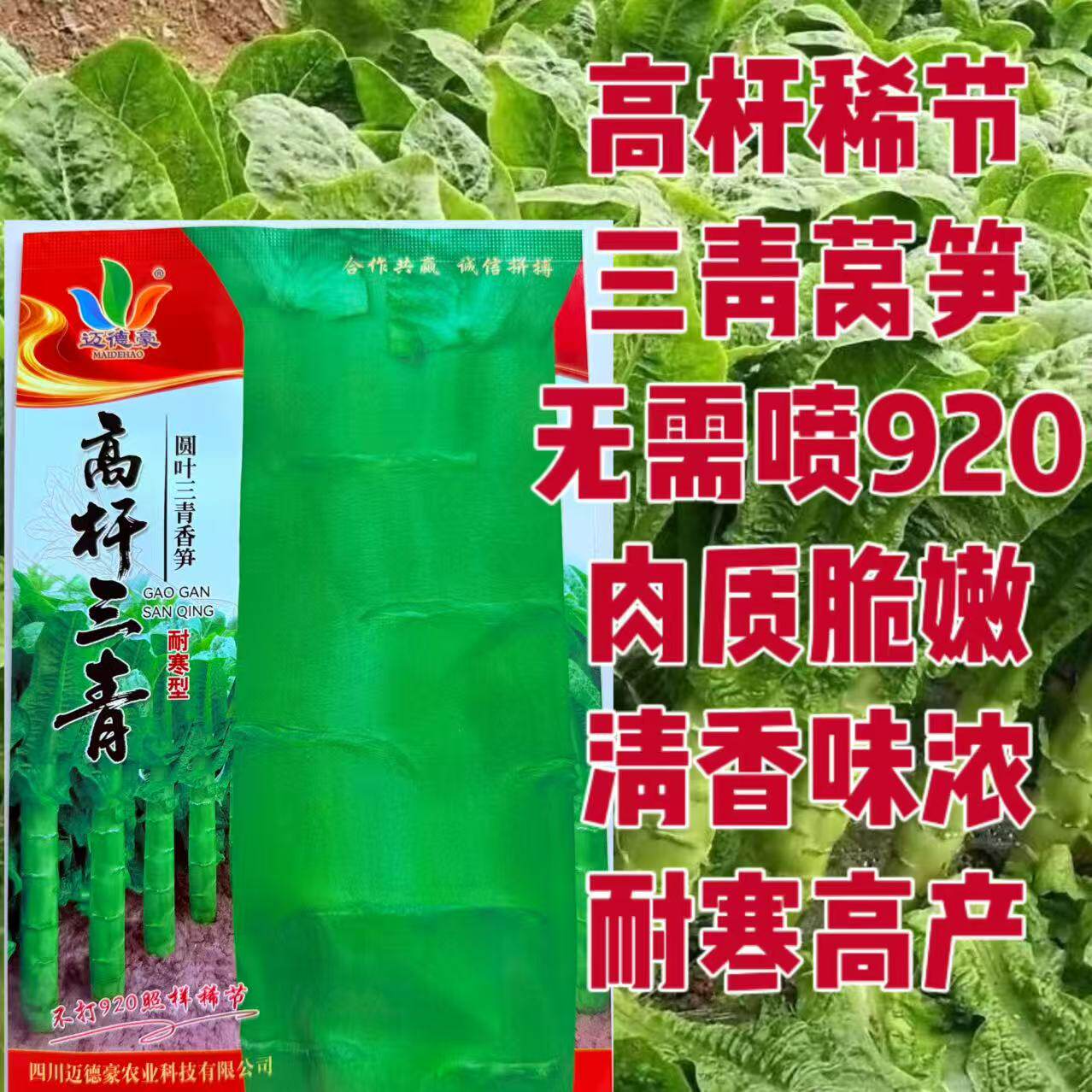 高杆三青莴笋耐寒型圆叶三青香莴笋青皮青肉脆嫩清香莴苣秋冬莴笋