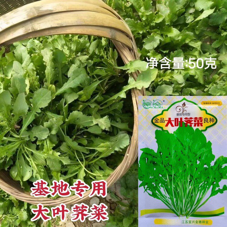 野生荠荠菜种籽基地专用大叶荠菜种子春秋两季板叶花叶荠菜种孑籽