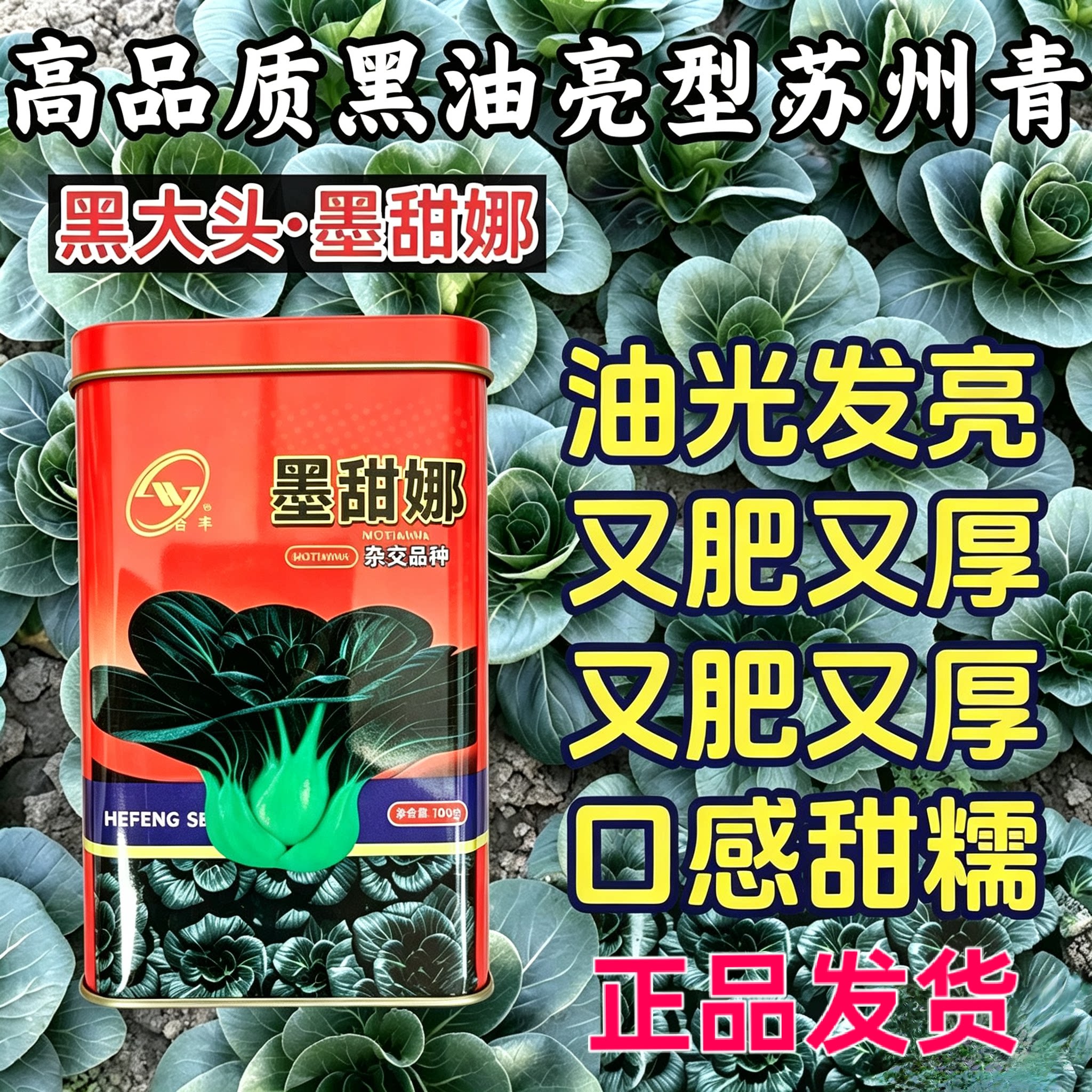 正品墨甜娜苏州青种子黑甜糯大头矮脚耐寒越冬油亮肥厚青菜种籽