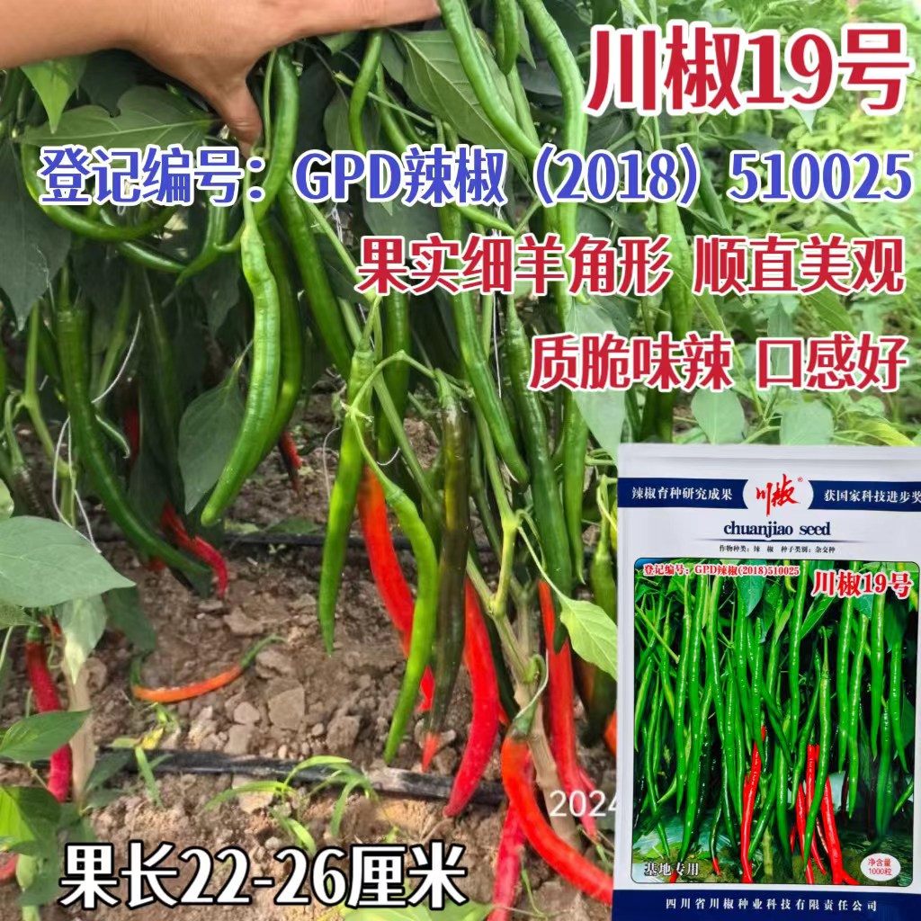 川椒19号长线椒种子高产早熟抗病辣椒田园春秋季播农家蔬菜种籽孑