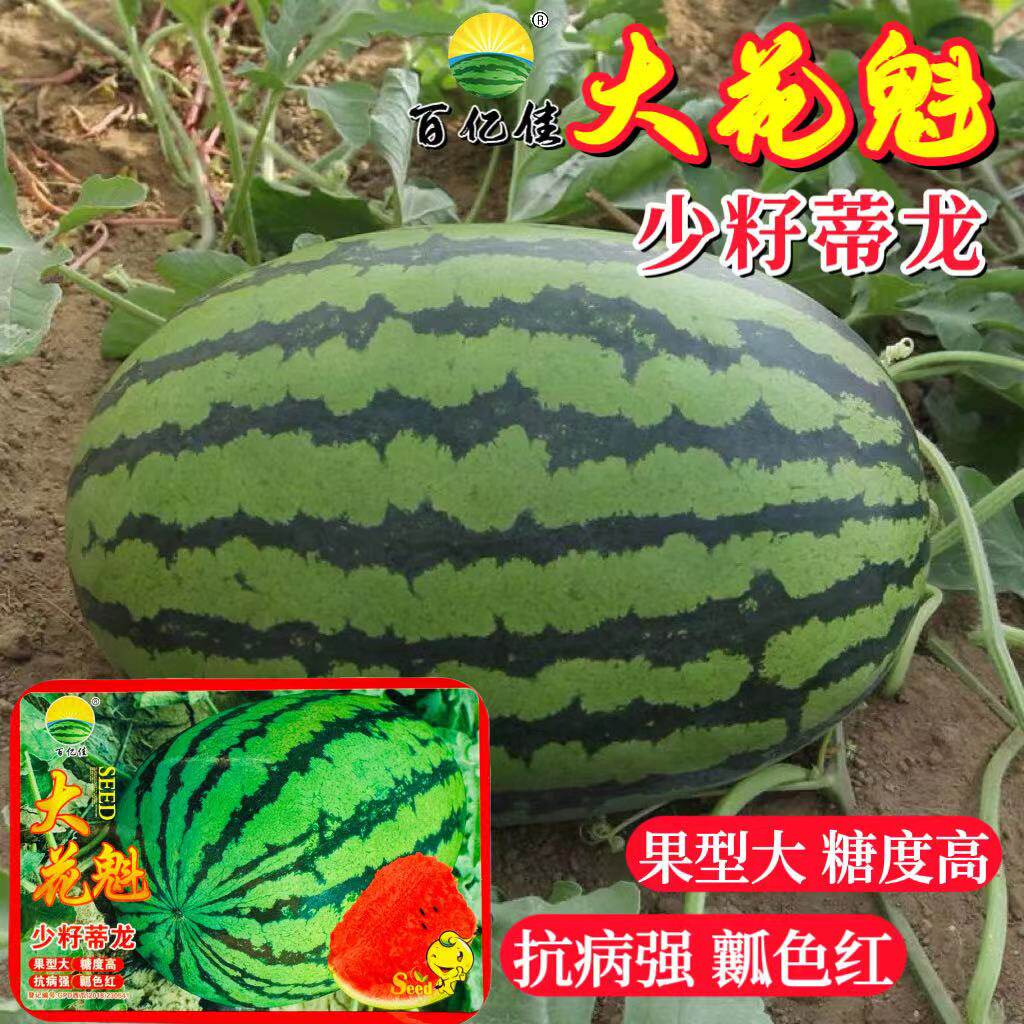 大花魁西瓜种子中晚熟大果少籽懒汉甜王西瓜种籽大红瓤高糖抗病强