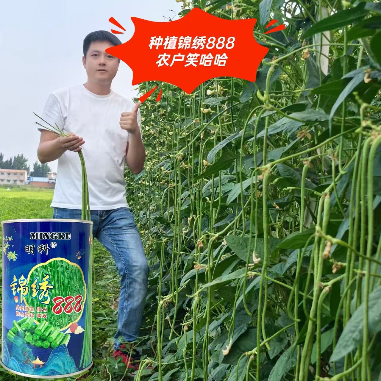 锦绣888白籽白花豇豆种子翻花豆角耐热耐高温条长豇豆双荚翠绿条