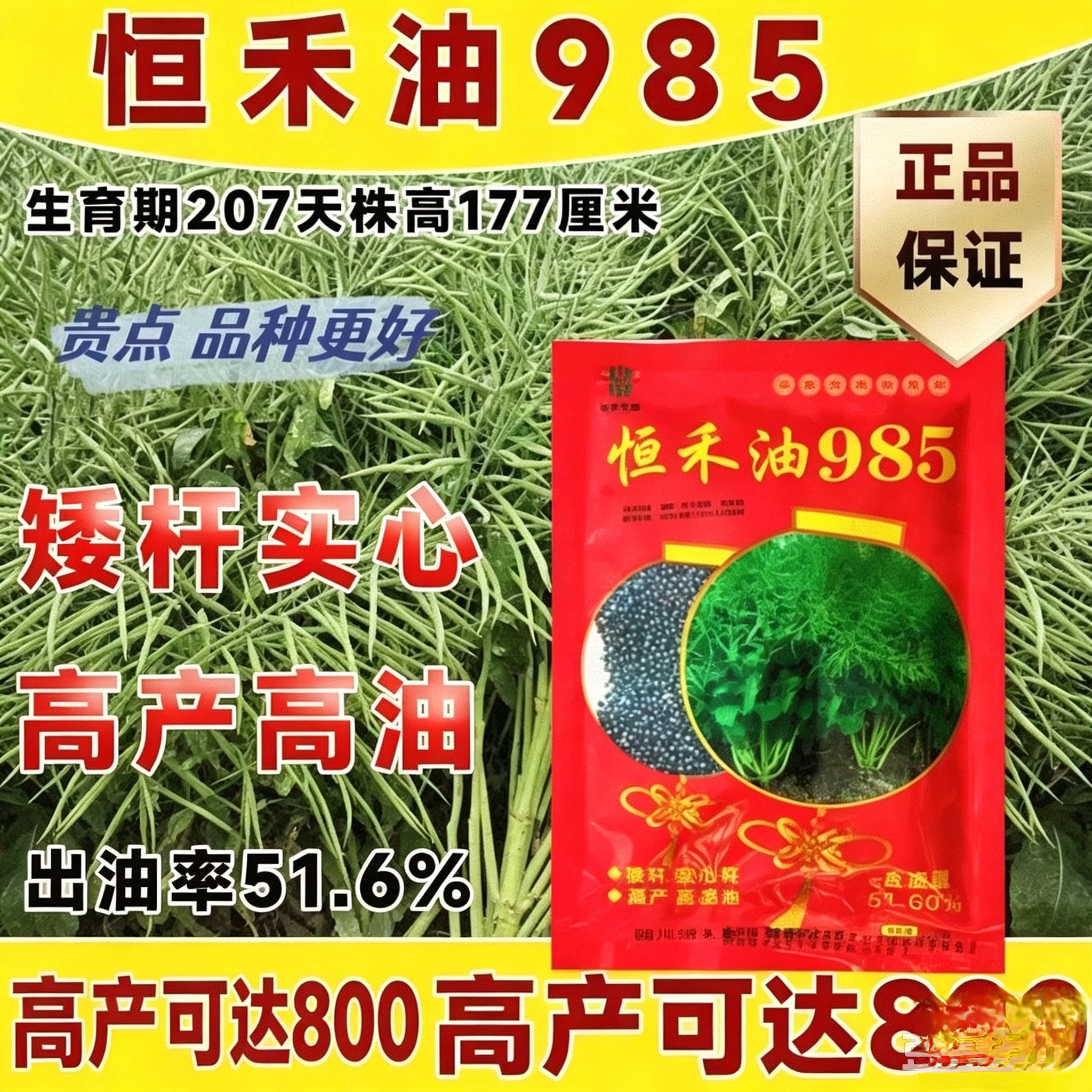 恒禾油985油菜种子 黑籽杂交高产早熟矮杆耐寒抗倒油菜种籽出油高