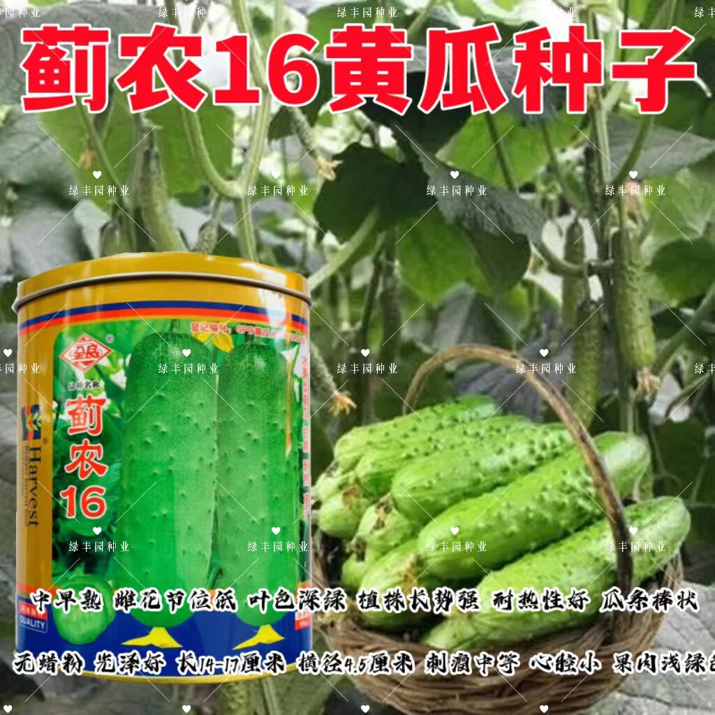 蓟农16水果黄瓜早熟高产短棒薄皮