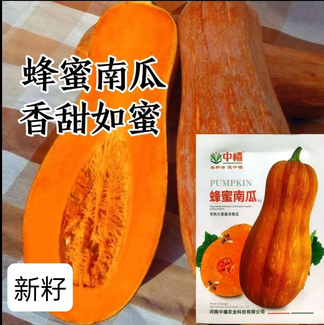 蜂蜜南瓜种子早熟大果蜜本南瓜粉糯甜蜜品质上乘口感优良春秋南瓜