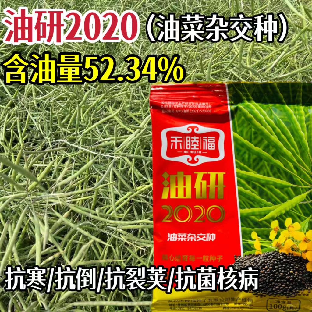 油研20高产杂交油菜种子