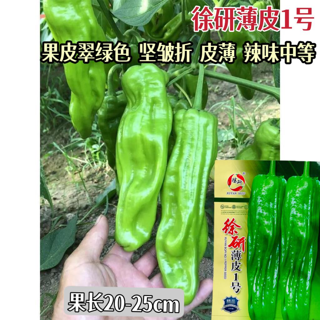 薄皮1号辣椒种子大果薄皮泡椒种籽辣味中等春秋播青椒种孑籽