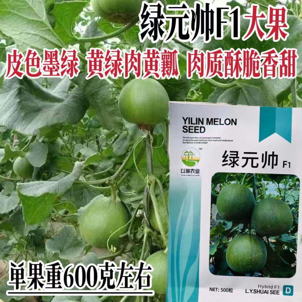 绿元帅绿宝甜瓜种子中早熟口感好薄皮香甜高产抗病强商品性佳春播