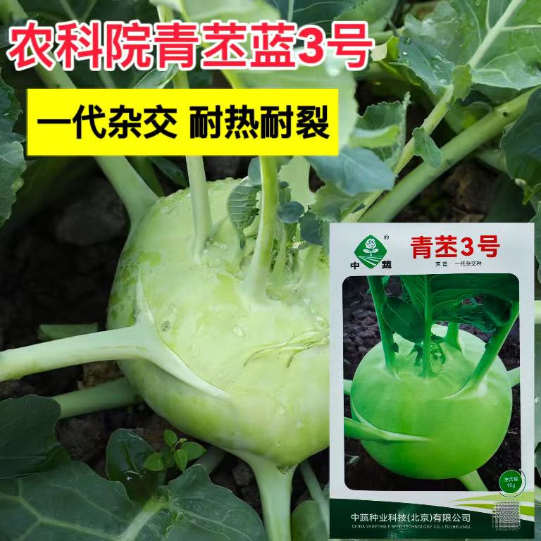 中蔬青苤3号苤蓝种子杂交
