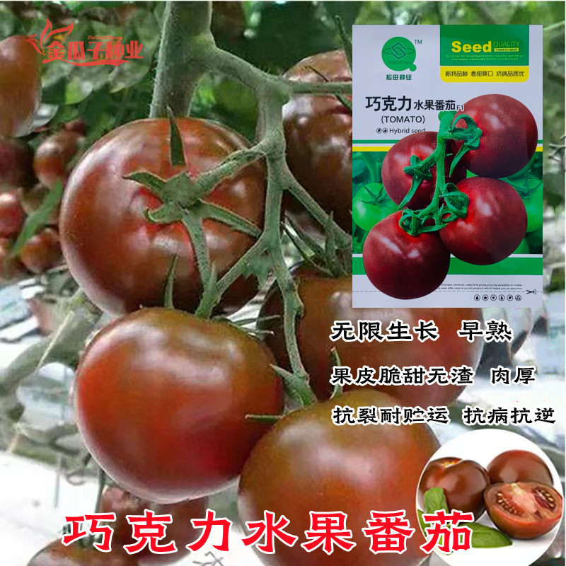 巧克力水果番茄种子铁皮柿子酸甜可口无渣无限生长水果小番茄种籽