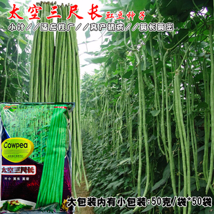 太空三尺长豇豆种籽厚肉特长油青豆角种子早熟高产春秋季蔬菜种孑