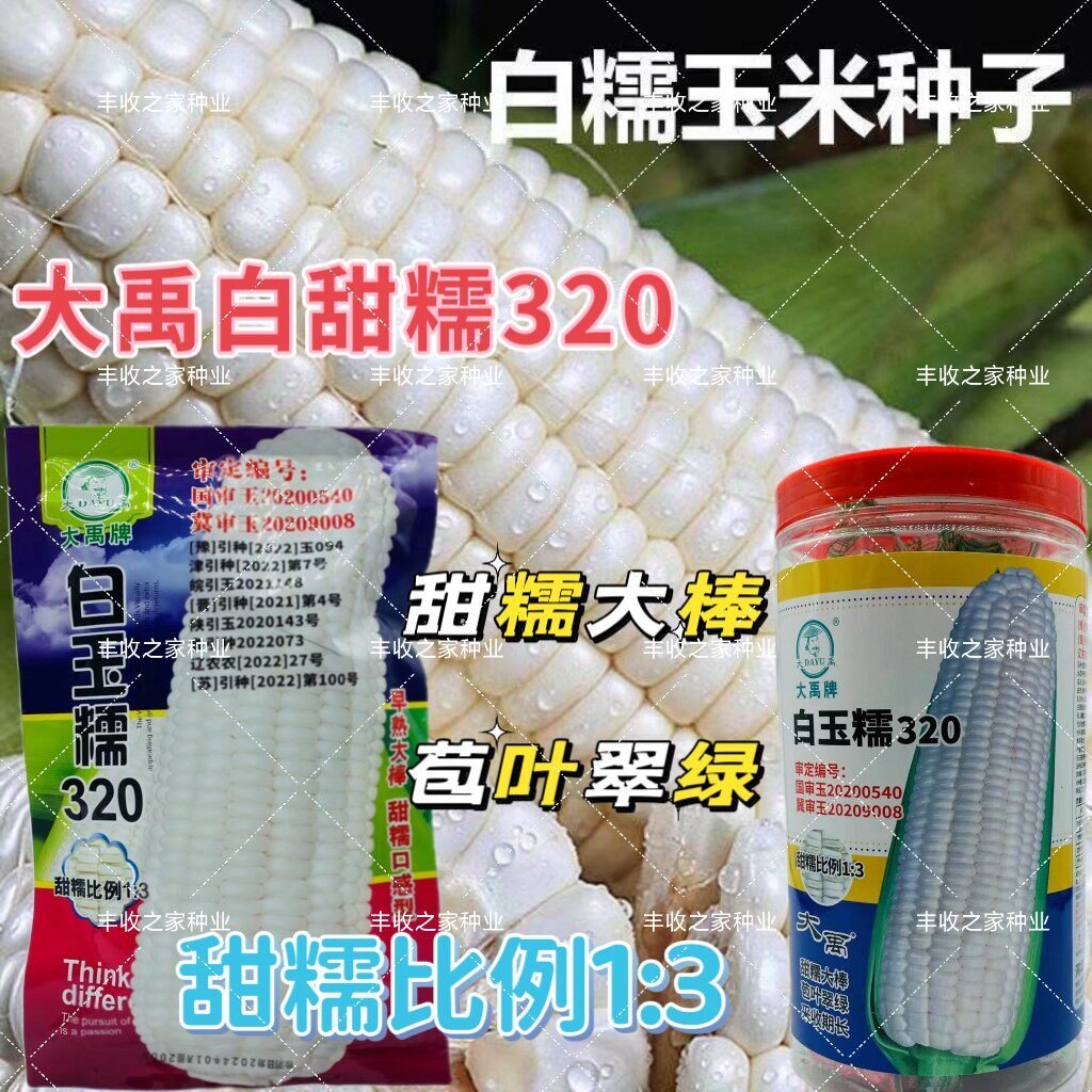 白玉糯320 602玉米种子早熟大棒白甜糯玉米鲜食粘糯玉米种