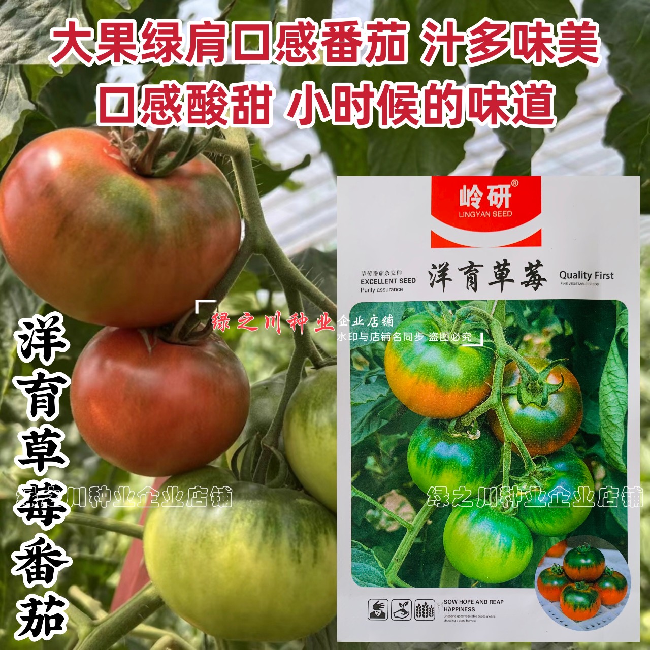 大果绿肩口感型番茄种子