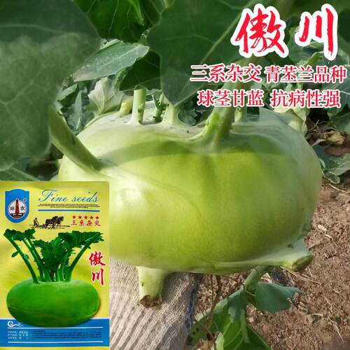 傲川苤兰种子早熟杂交青苤蓝种子球形扁圆不易裂球春秋季蔬菜种子