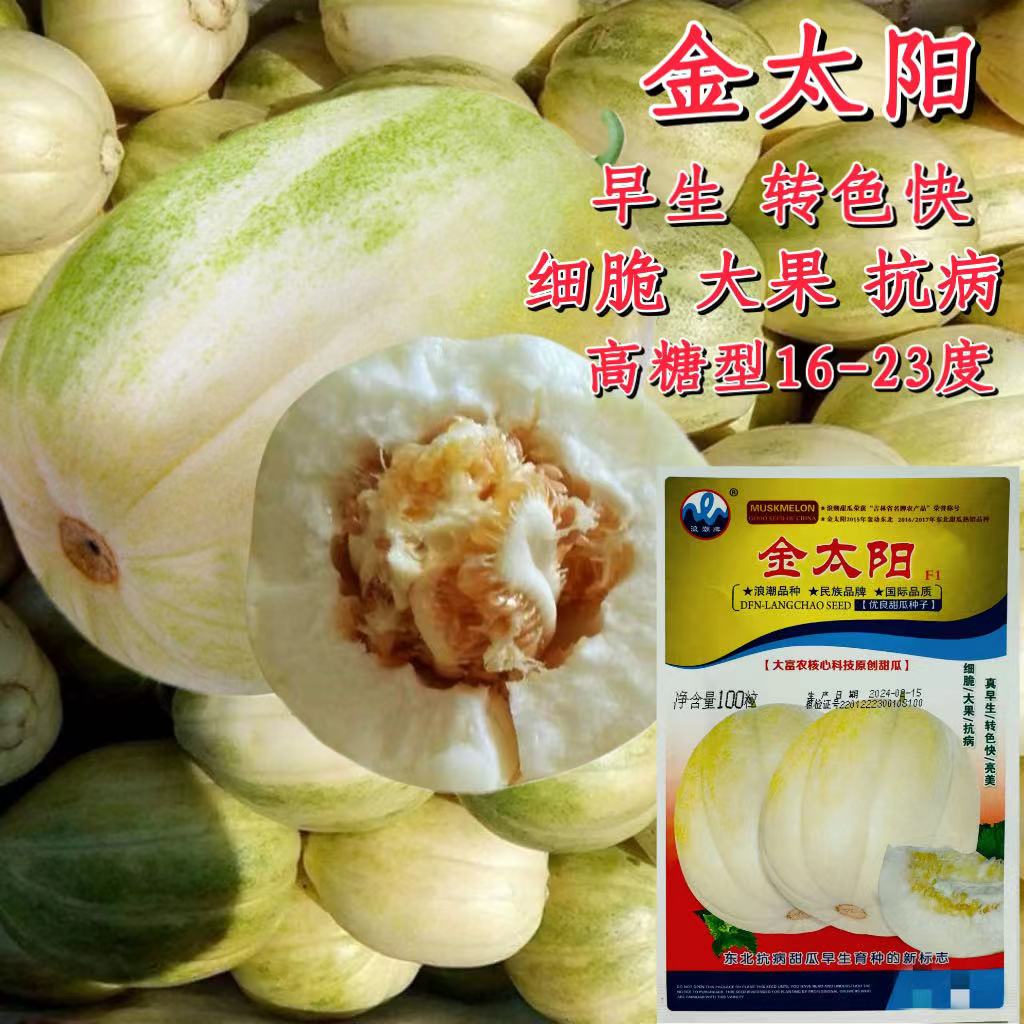 金太阳甜瓜种子早熟黄白色甜瓜种籽白肉细脆香甜糖度高耐裂不倒瓤