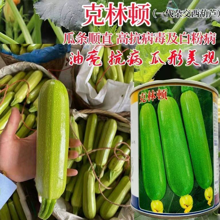 克林顿西葫芦种子香蕉瓜耐寒庭院爬藤阳台盆栽蔬菜种子高产四季