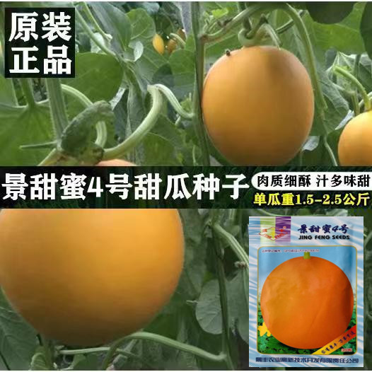 景甜蜜4号厚皮甜瓜种子果皮金黄色果肉红色酥脆多汁甜瓜种子特甜
