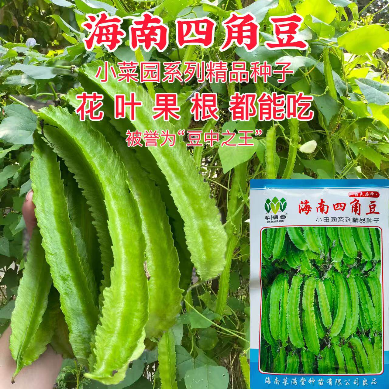海南四角豆种子四棱皇帝