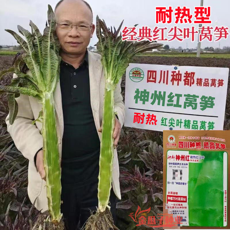 种都神州红莴笋种子耐热青皮红尖叶莴笋种籽农家春秋香莴苣种孑籽