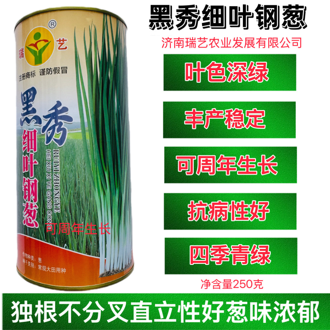 黑秀细叶钢葱种子 高产抗病独颗不分叉叶色深绿四季香葱种籽蔬菜