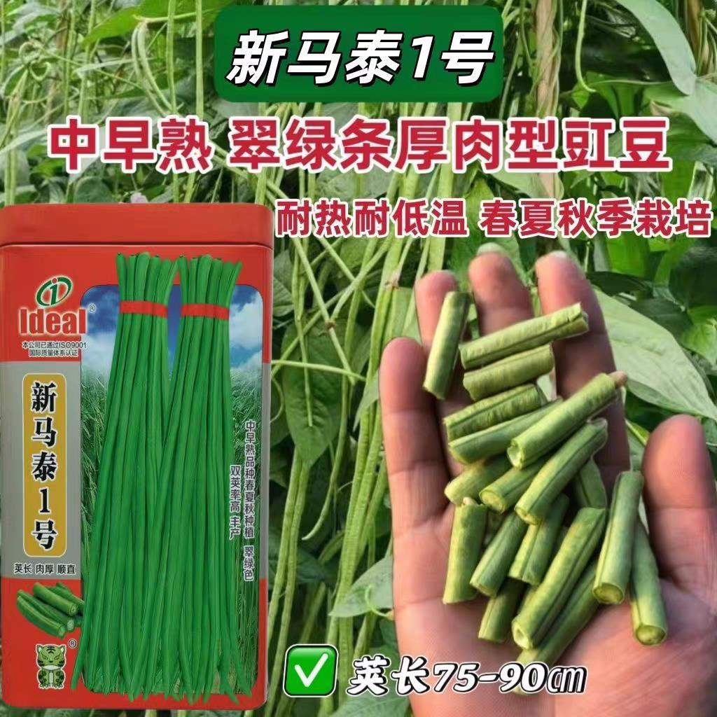 新马泰一号特长豆角种子高产豇豆四季豆中早熟肉厚甜糯少纤维