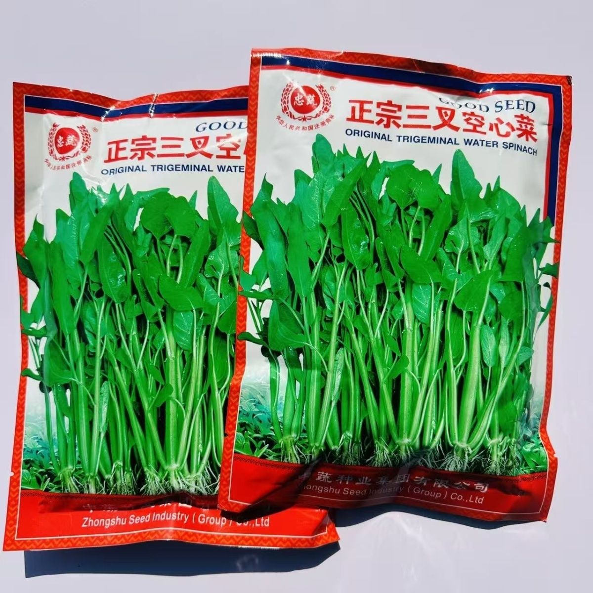 忠蔬种业正宗三叉空心菜种子粗梗大叶空心菜耐热耐旱抗病高产雍菜