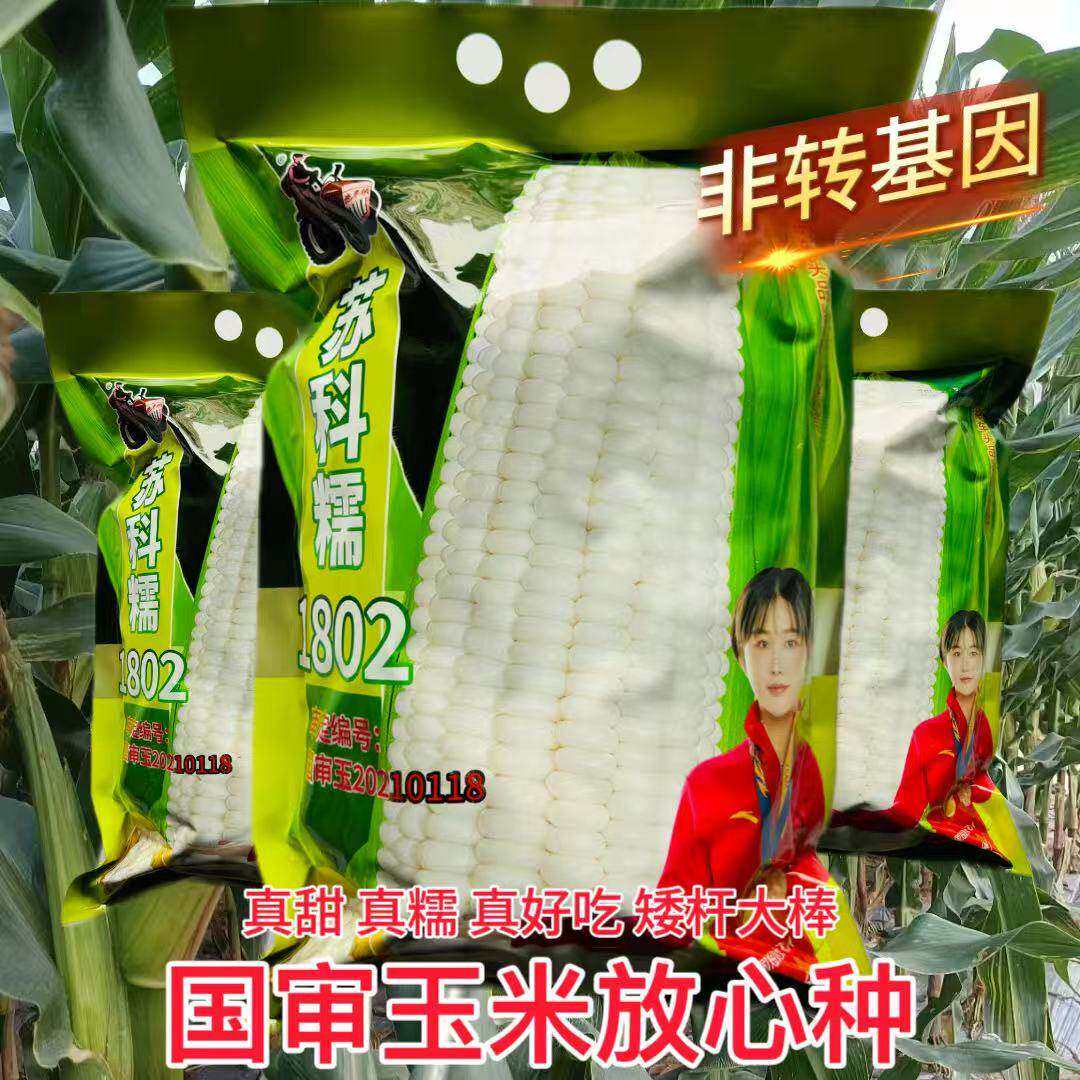 苏科糯1802国审玉米种子鲜食甜糯高产大棒颗粒饱满5斤装63个内包