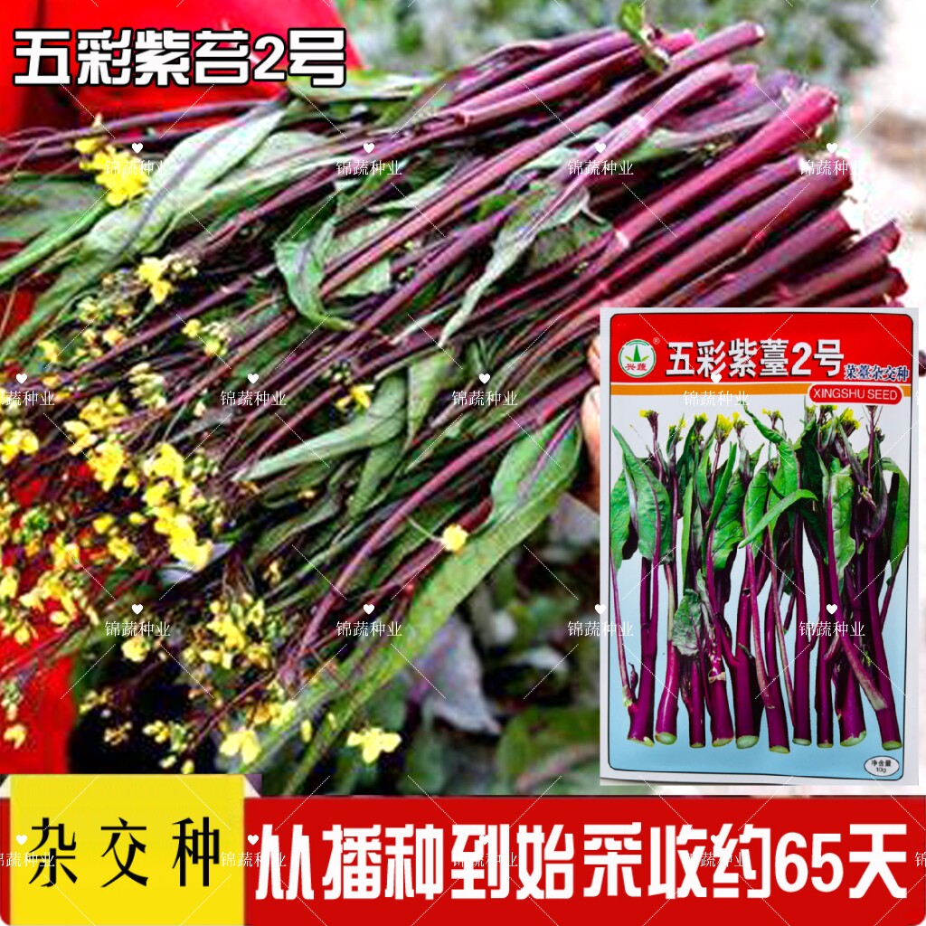 兴蔬五彩紫苔2号菜苔种子早中熟65天高产耐冷红菜苔种子紫菜苔种