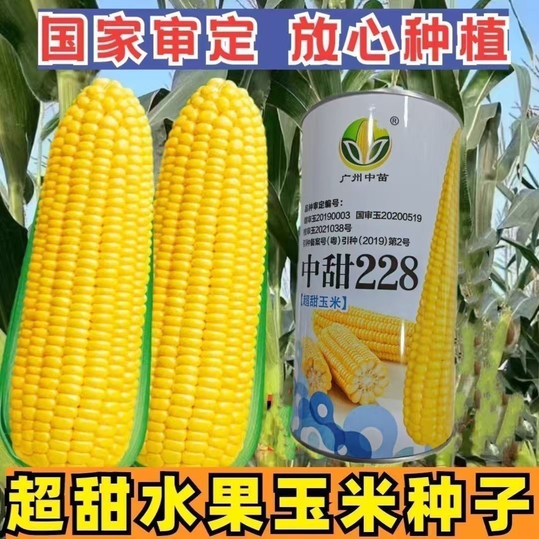 中甜228超甜玉米种子大棒高产抗病大田基地春秋季黄水果玉米种籽