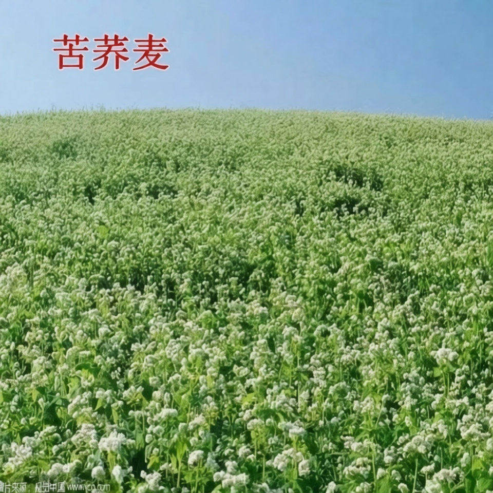 苦荞麦种子四季易播食用甜苦荞麦三角麦花荞乌麦蜜源植物芽苗菜种