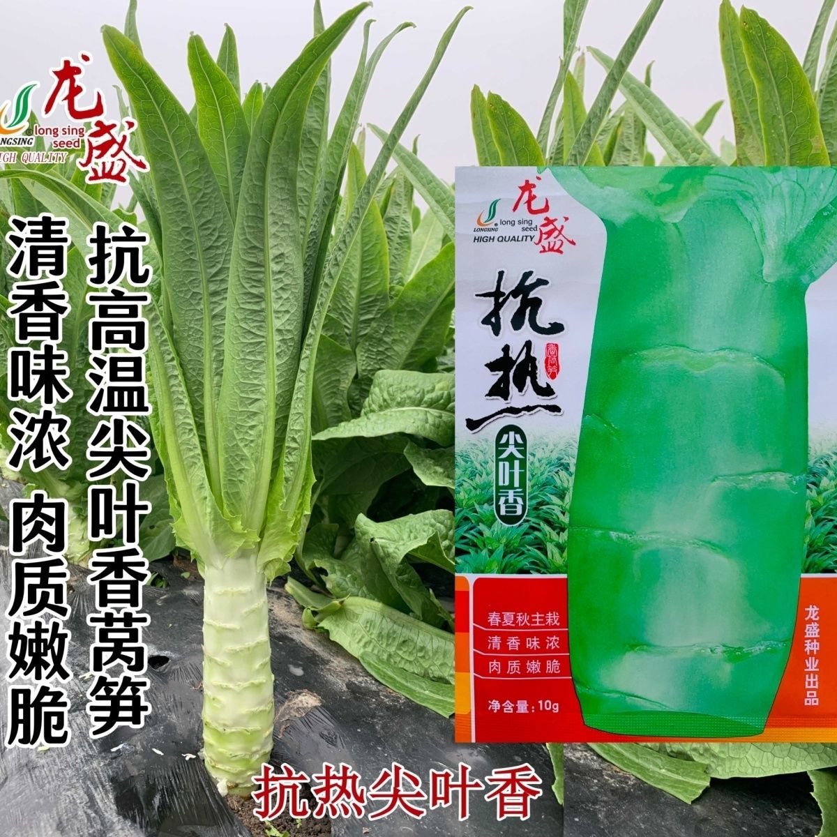 抗热尖叶香莴笋种子抗高温莴苣种子春夏秋三季尖叶莴笋种子香味浓