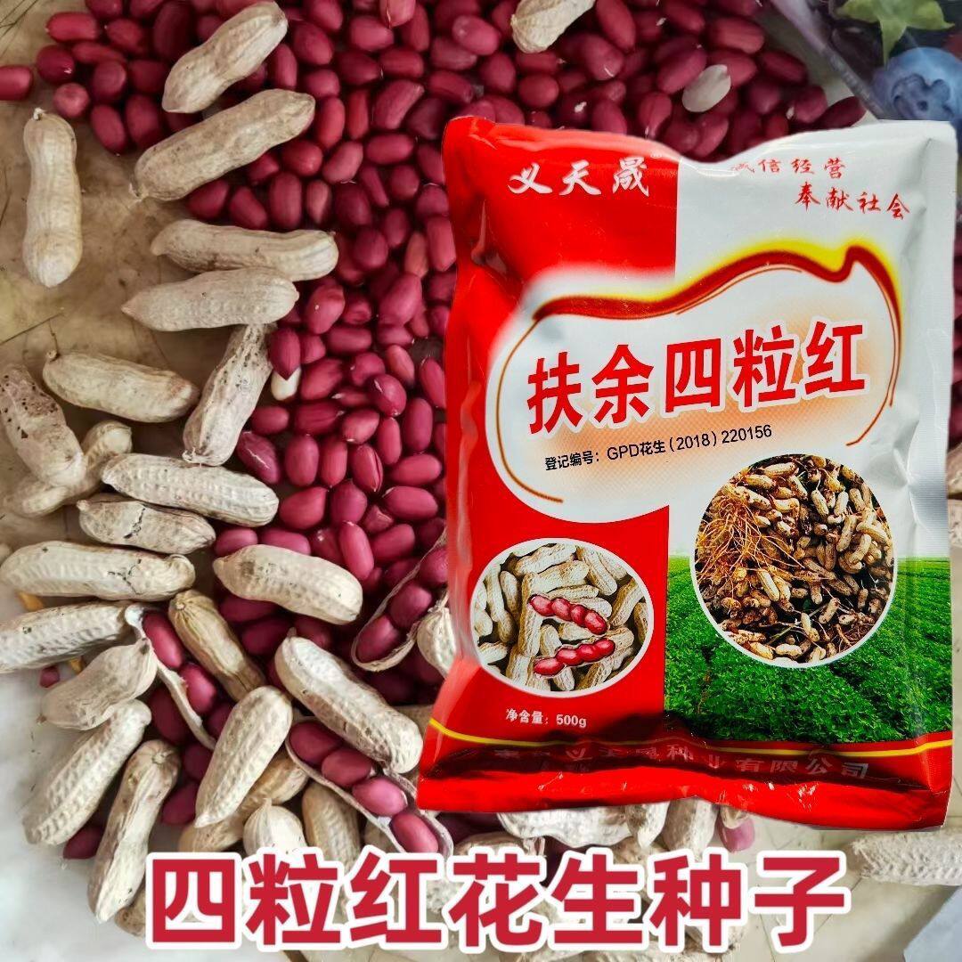 扶余四粒红花生种子大田用种多粒型花生种籽食用鲜食红粒花生高产