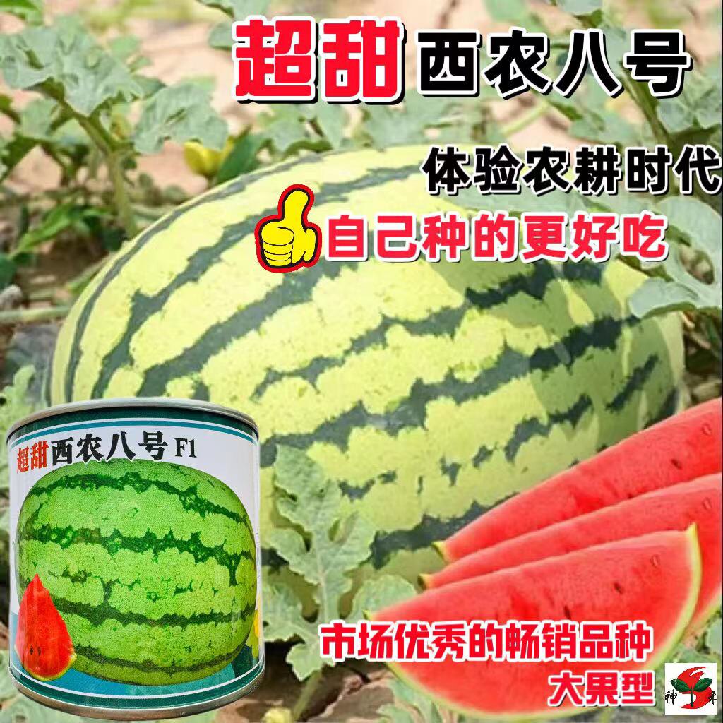 超甜西农八号西瓜种子特大懒汉甜王西瓜种籽高产四季田园水果种孑