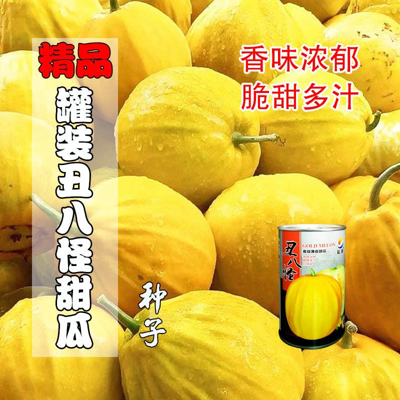 奶香丑八怪种子甜瓜薄皮香瓜超甜老式正宗大果新鲜甜香阳台