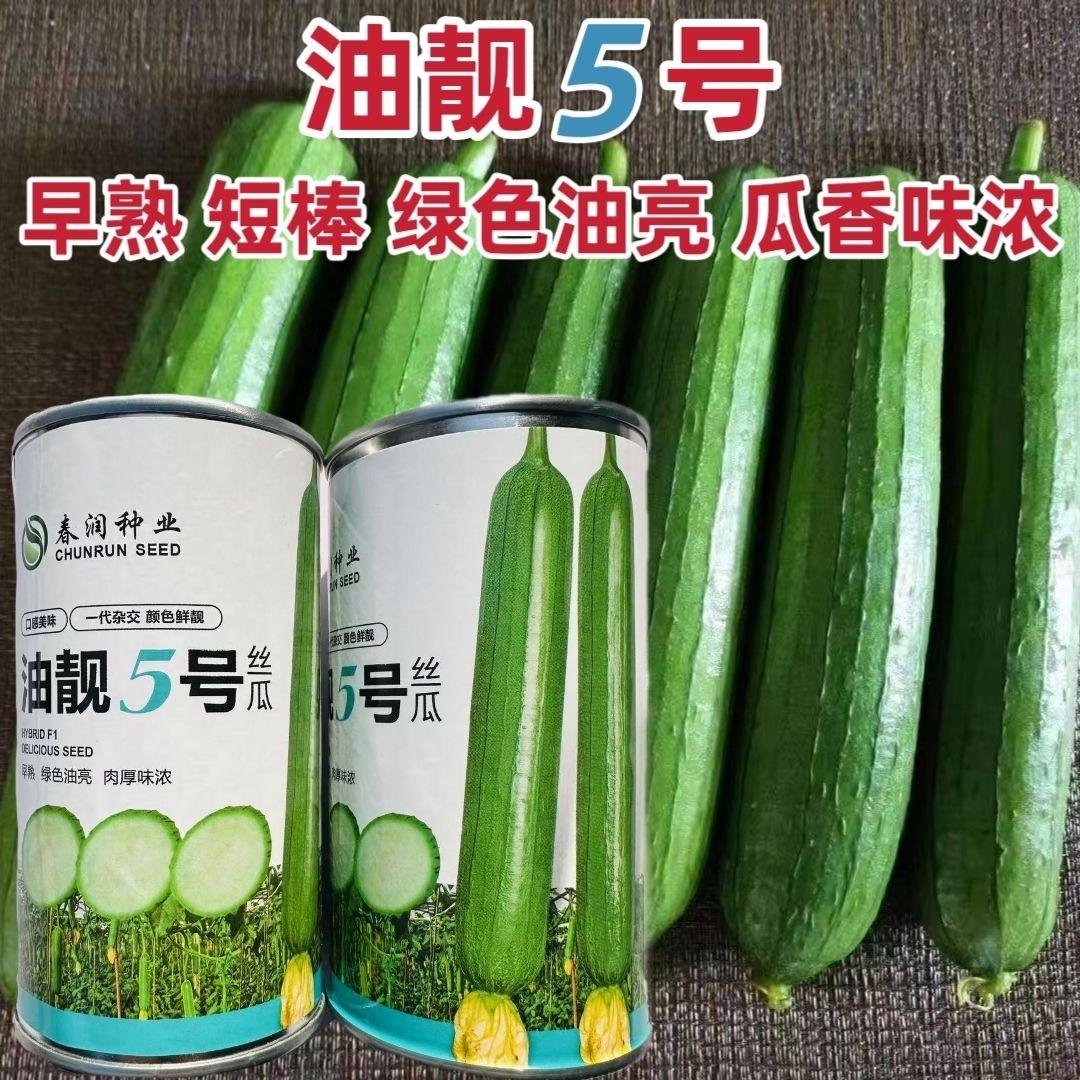 春润油亮丝瓜油靓5号种子