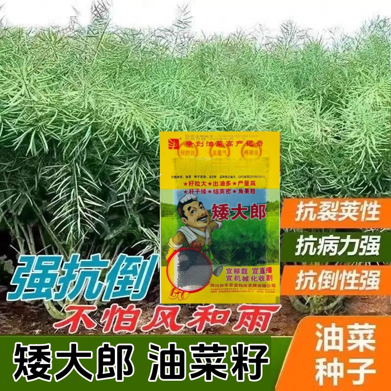 矮大郎油菜种子四川油菜高产矮秆抗倒伏油菜籽种耐寒越冬蔬菜种孑