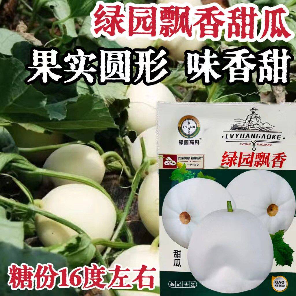 绿园飘香白皮甜瓜种子口感好薄皮甜脆早熟高产抗病商品性佳春夏播