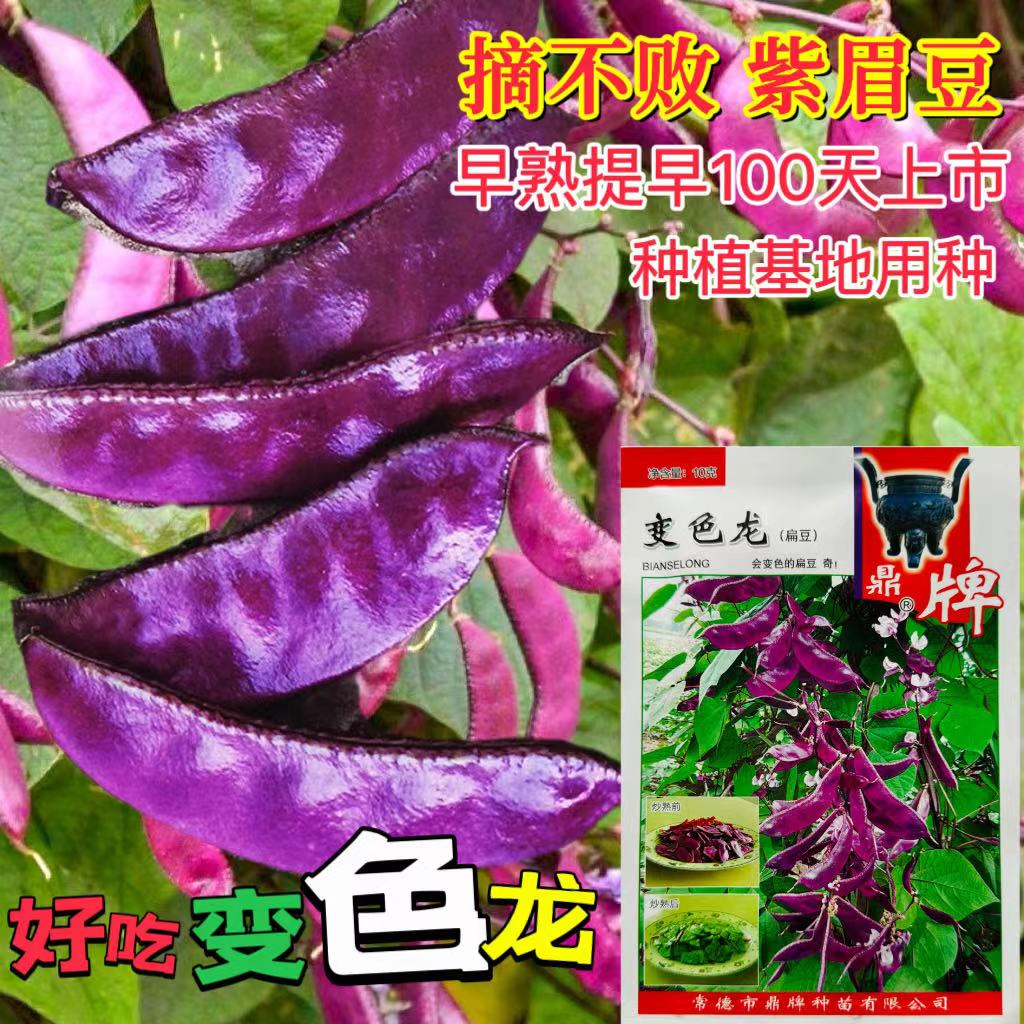 鼎牌变色龙扁豆种子早熟 鲜荚紫红炒熟后翠绿 边生长边结荚包邮