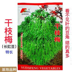 干枝梅摘不败高产豇豆种子绿条特长豆角春播架豆蔬菜四季春夏种籽