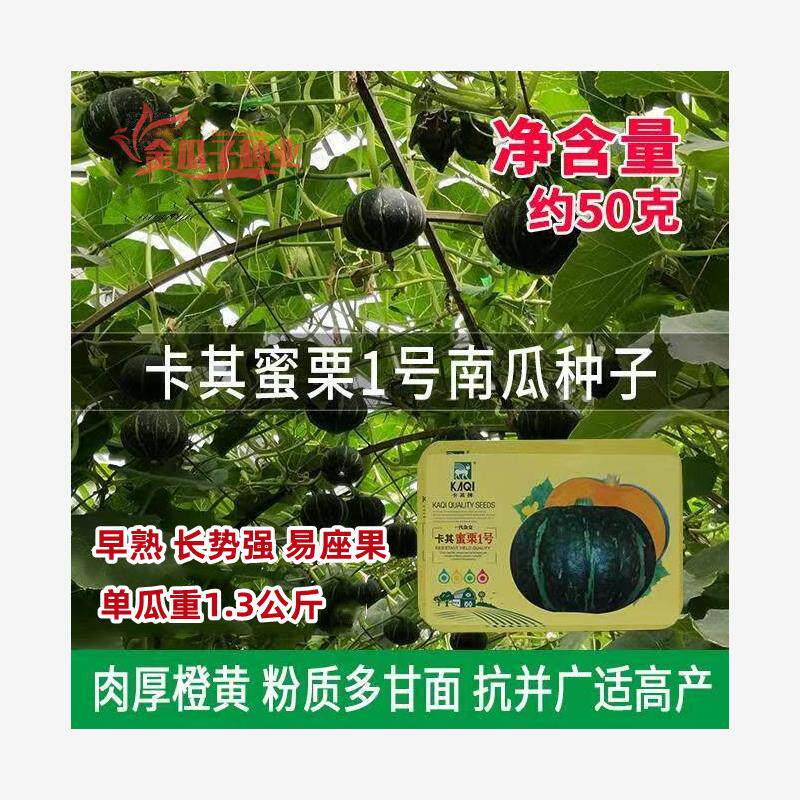 卡其蜜栗1号南瓜种子金丝板栗南瓜种籽口感甜面香甜细腻大田高产