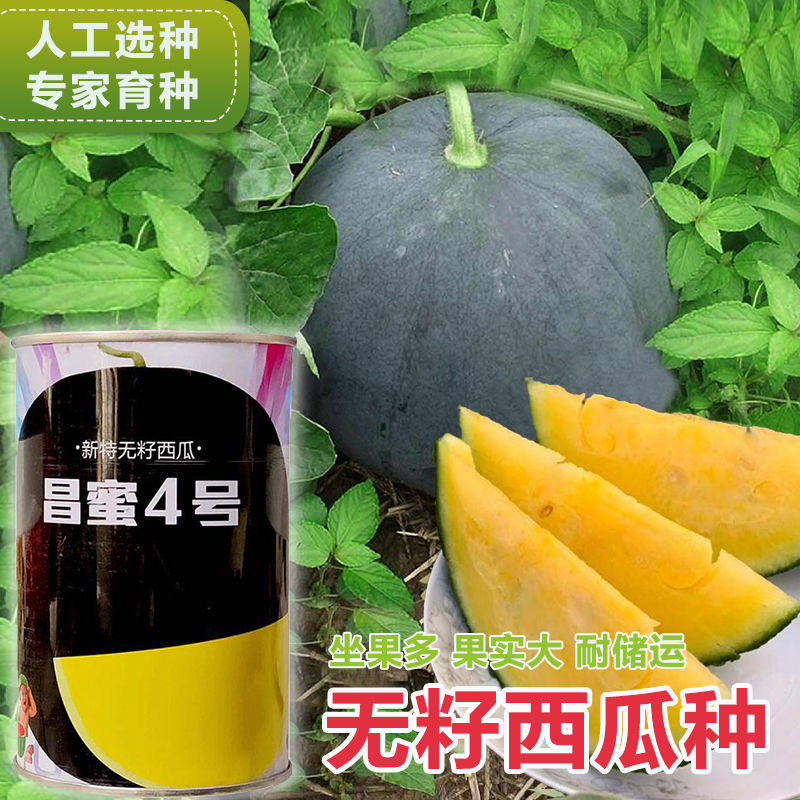 昌蜜4号西瓜种子新特无籽西瓜中早熟品种果皮黑色果肉金黄色高产