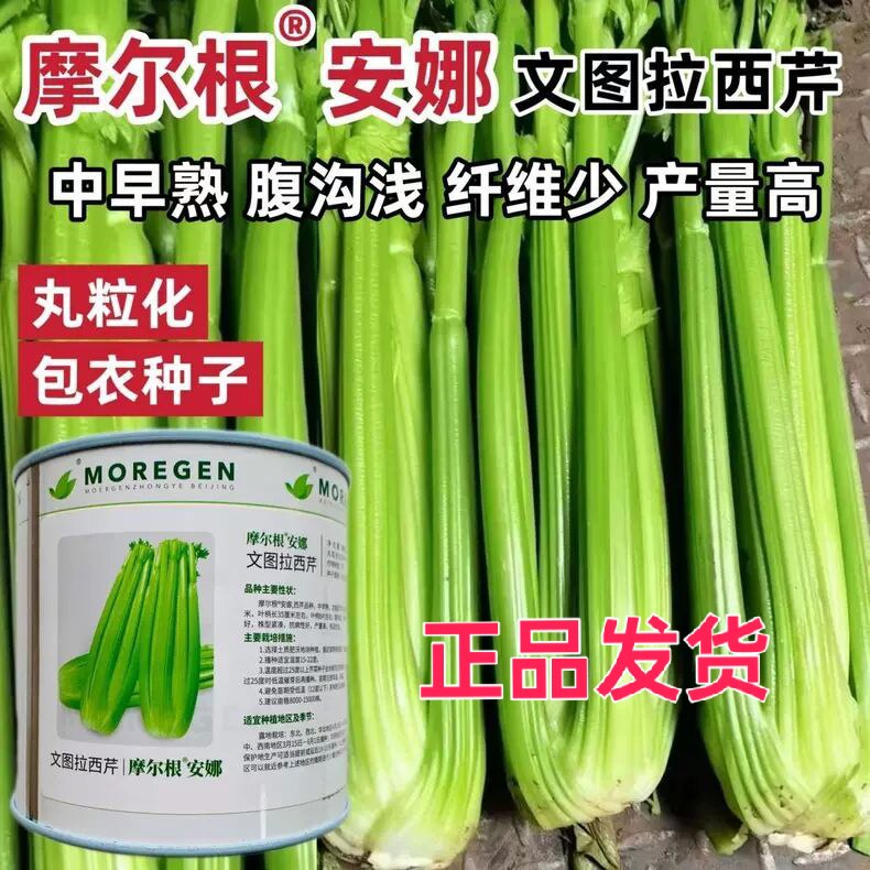 摩尔根安娜丸粒化包衣文图拉西芹种子 中早熟腹沟浅纤维少产量高