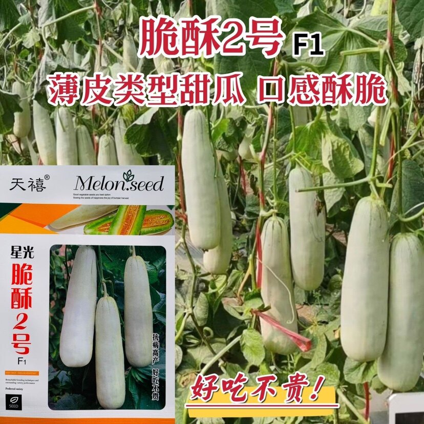 脆酥2号甜瓜种子酥脆香甜薄皮甜瓜种籽灰白皮甜瓜羊角蜜香瓜种籽