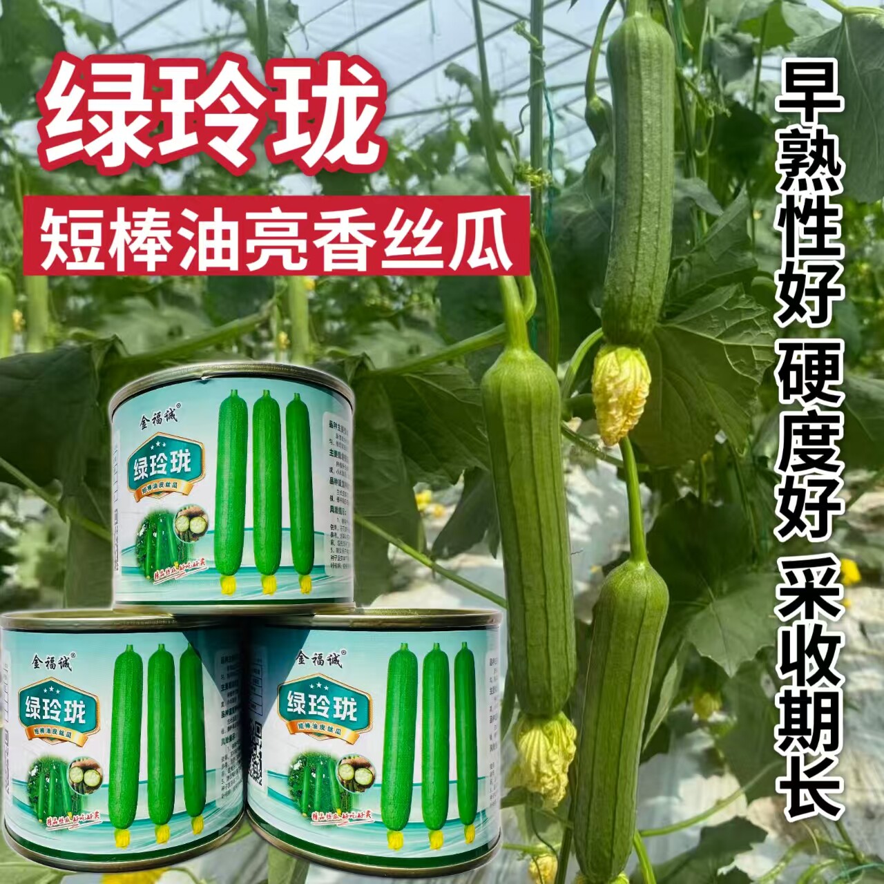 绿玲珑油亮短棒丝瓜种籽农家春夏耐热高产蔬菜种子丰产丝瓜籽