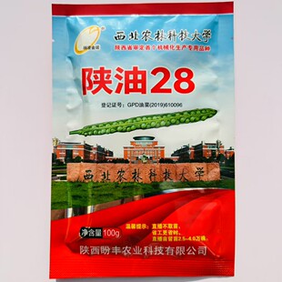 陕油28杂交油菜种子种籽油菜花籽种耐寒高产抗病可机收早熟油菜籽