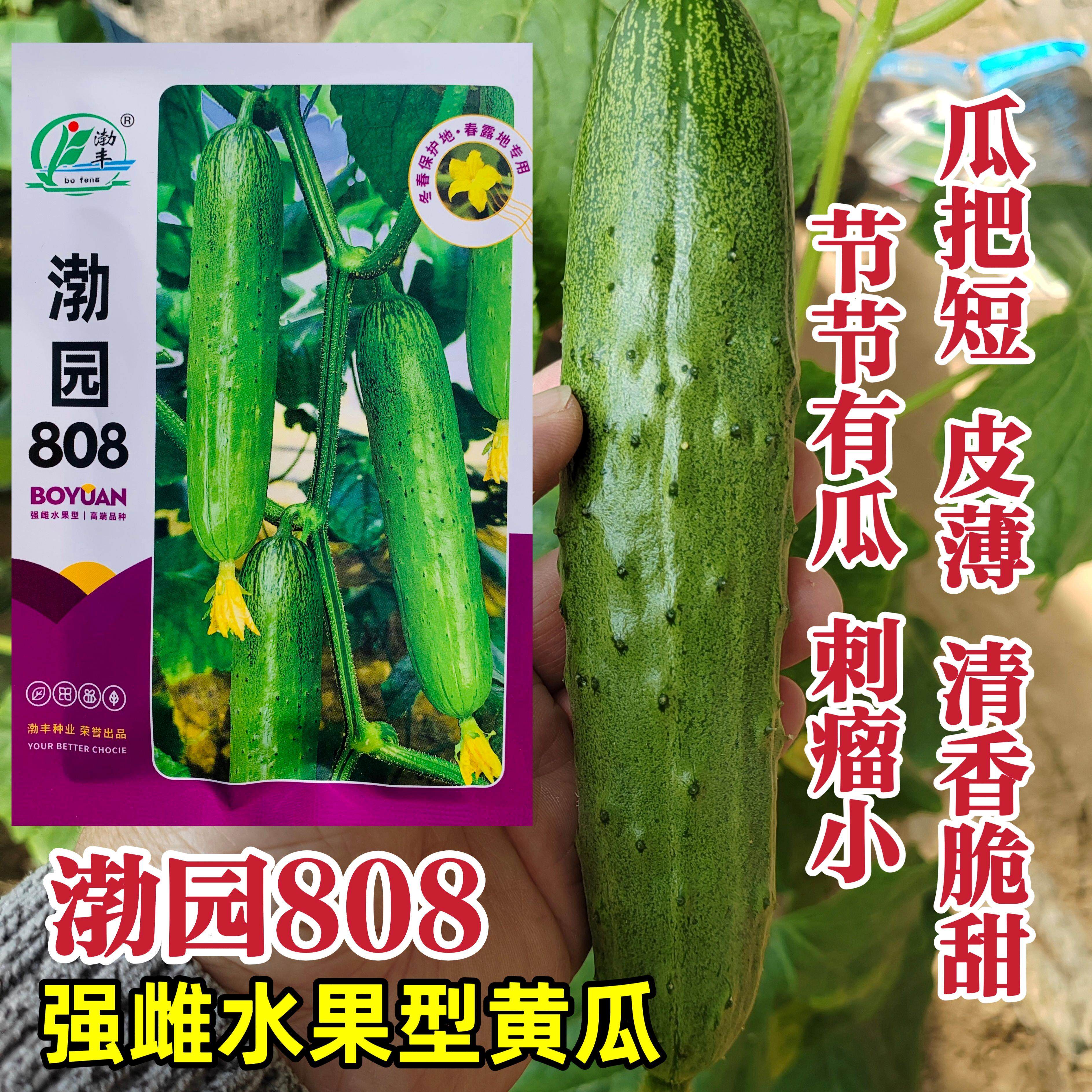 渤园808强雌型水果黄瓜种子皮薄绿肉清香甜脆旱黄瓜种籽高产冬春