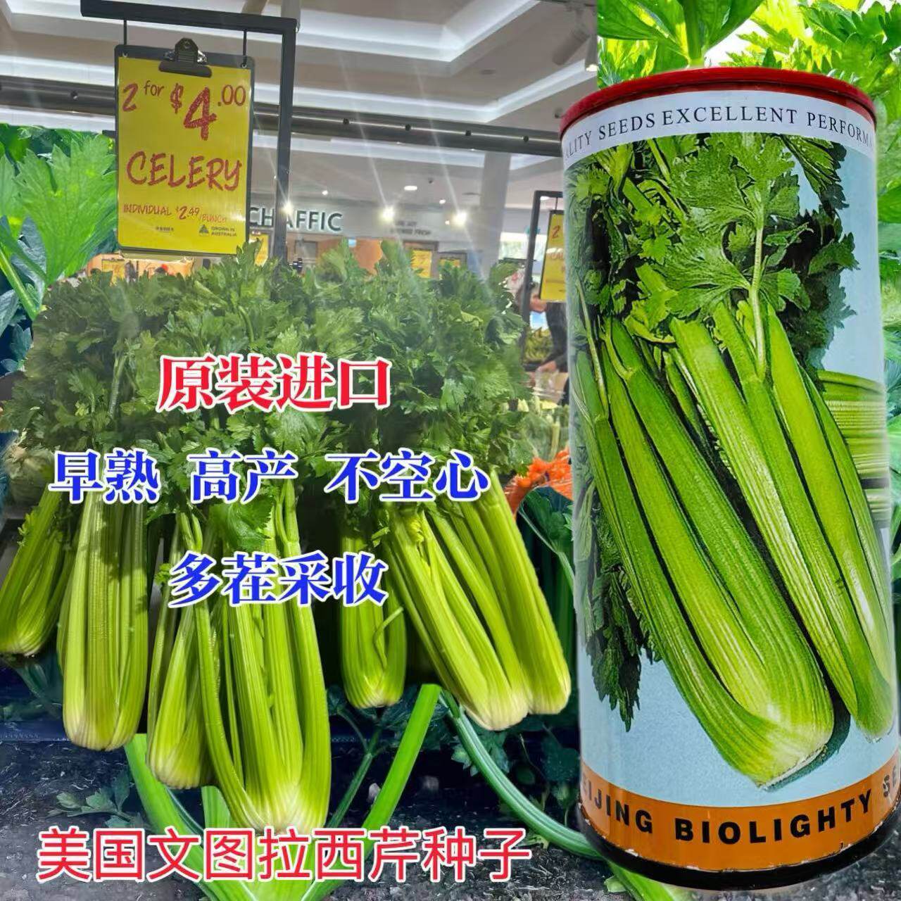 进口美国文图拉西芹种子中熟西芹种籽高产抗病耐运输基地大田用种