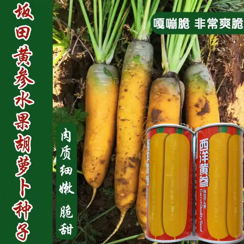 西洋黄参胡萝卜种子甜脆高产夏季秋季易播种农家胡萝卜籽蔬菜种子