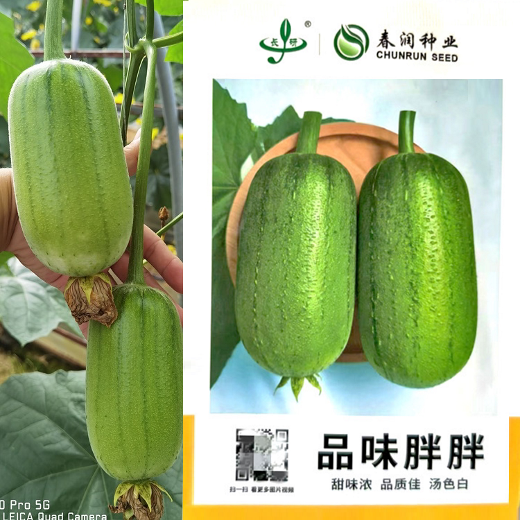 长研品味胖胖丝瓜种子中熟短棒春秋季高产苹果丝瓜阳台盆栽蔬菜种